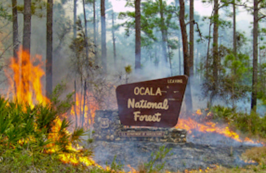 Prescribed Fire